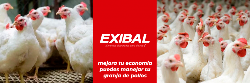 Cria De Pollos De Engorde Exibal