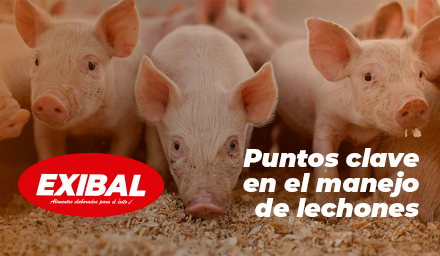 balanceados exibal