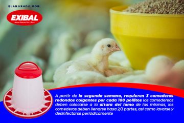 manual de produccion pollos broiler exibal