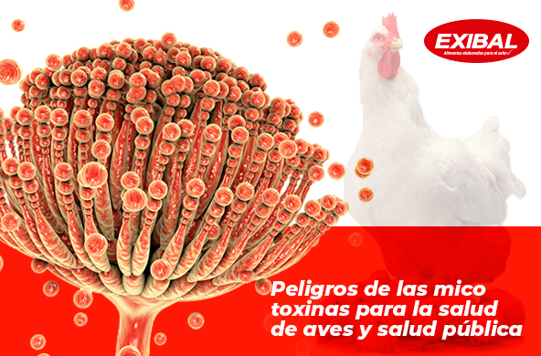 exibal cientifico