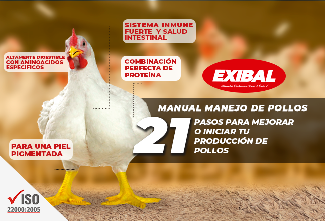 manual manejo de pollos balanceados exibal
