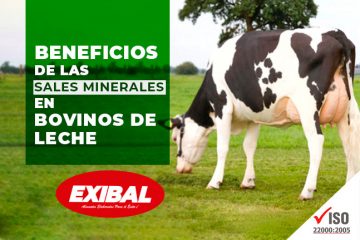 exibal extra lechero