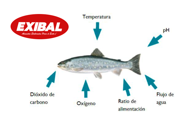 crecimiento de trucha