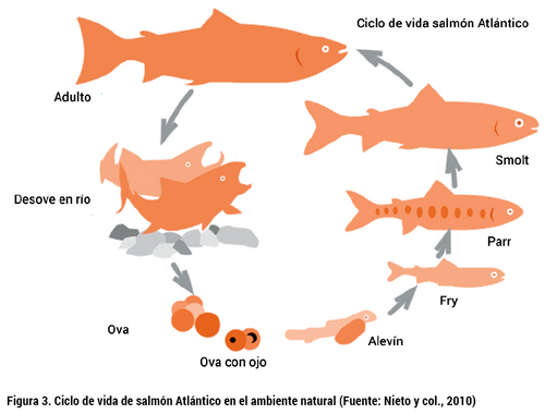 ciclo de vida truchas exibal