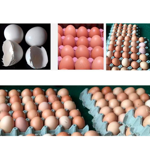problemas en la produccion de huevos