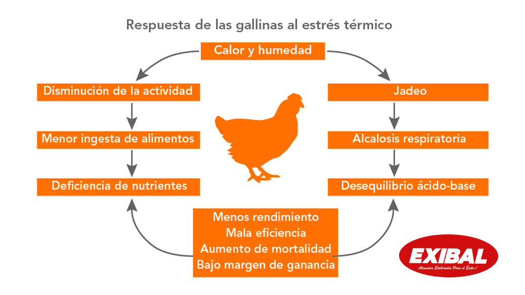 estres calorico en gallinas