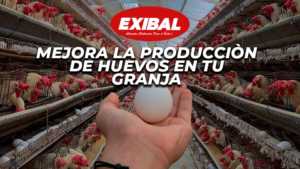 produccion de huevos exibal