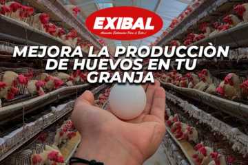 produccion de huevos exibal