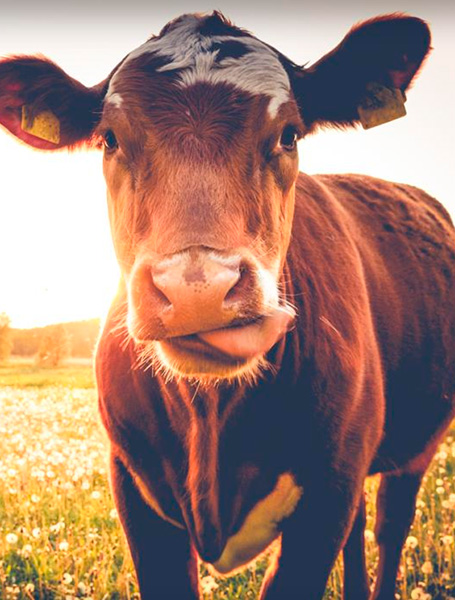 exibal ganado de leche