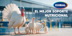 Pavos y pavitos en granja avícola con el mensaje El Mejor Soporte Nutricional de Exibal