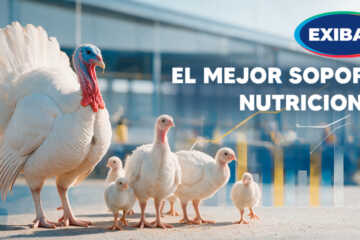 Pavos y pavitos en granja avícola con el mensaje El Mejor Soporte Nutricional de Exibal