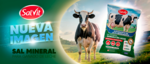 Saco de sal mineral SalVit de nueva imagen junto a vaca lechera Holstein en el campo