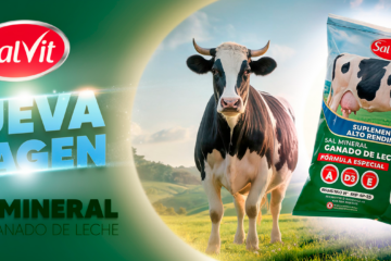 Saco de sal mineral SalVit de nueva imagen junto a vaca lechera Holstein en el campo