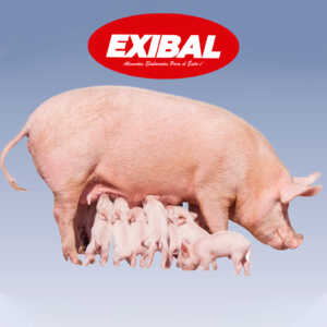 cerdas exibal gestantes